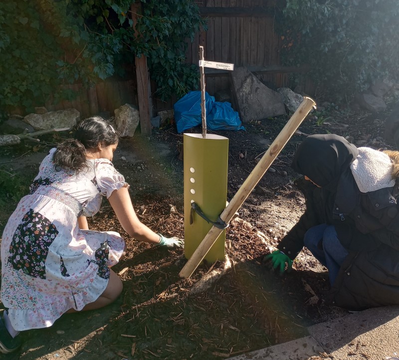 Planting trees in the forest garden